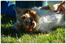 A brown and white fluffy dog laying down with his tongue hanging out of his mouth